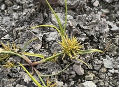 Cyperus engelmannii