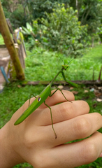 Stagmatoptera