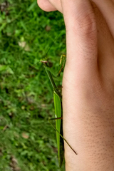 Stagmatoptera