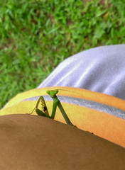 Stagmatoptera