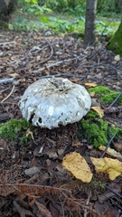 Catathelasma ventricosum