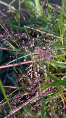 Eragrostis unioloides