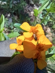 Chnaunanthus discolor