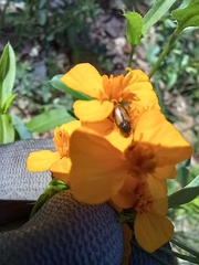 Chnaunanthus discolor
