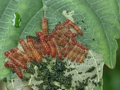 Thyrassia