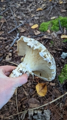 Catathelasma ventricosum