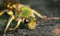 Agapostemon sericeus