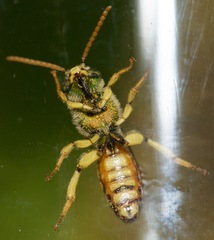 Agapostemon sericeus