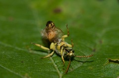 Agapostemon sericeus