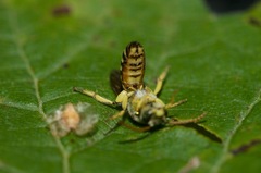 Agapostemon sericeus