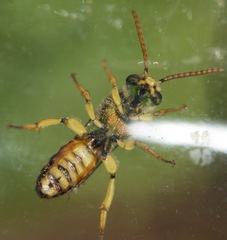 Agapostemon sericeus