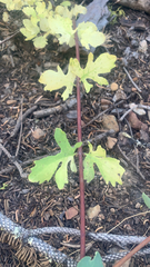 Symphoricarpos mollis