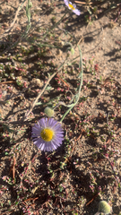 Erigeron divergens
