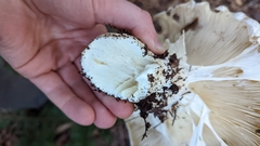 Catathelasma ventricosum