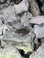 Lithobates brownorum