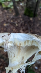 Catathelasma ventricosum