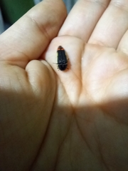 Acmaeodera flavomarginata