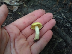 Tricholoma equestre