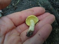 Tricholoma equestre