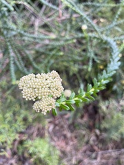 Ozothamnus