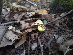 Tricholoma equestre