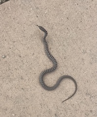 Coluber constrictor flaviventris