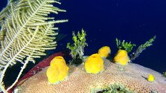 Siphonodictyon coralliphagum