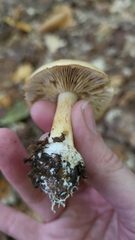 Pholiota spumosa