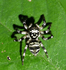 Corythalia vervloeti