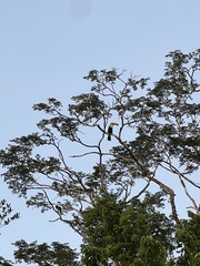 Ramphastos sulfuratus