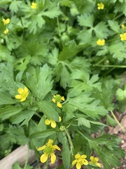 Ranunculus muricatus