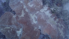 Petrosia pellasarca