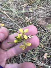 Erysimum capitatum