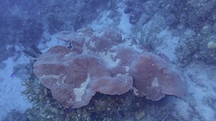 Petrosia pellasarca