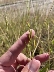 Polygonum ramosissimum
