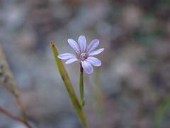 Epilobium brachycarpum