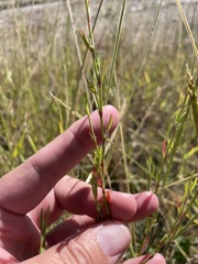 Polygonum ramosissimum