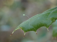 Chrysopidae