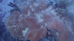 Petrosia pellasarca