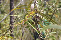 Persoonia falcata
