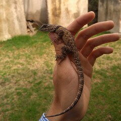 Sceloporus mucronatus