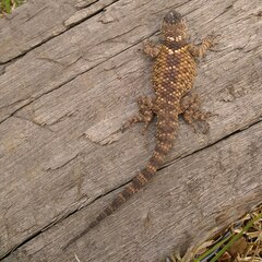 Sceloporus mucronatus