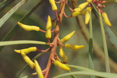 Persoonia falcata