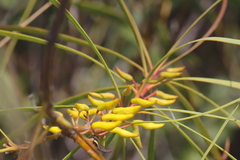 Persoonia falcata
