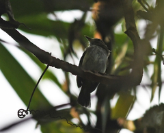 Lophotriccus eulophotes