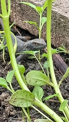 Liolaemus chiliensis