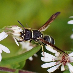 Ancistrocerus catskill