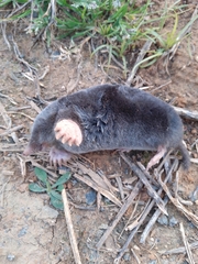 Talpa occidentalis
