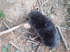 Talpa occidentalis
