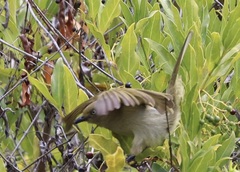 Andropadus importunus